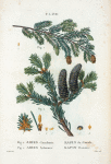 Fig. 1. Abies Canadensis = Sapin du Canada. Fig. 2. Abies balsamea = Sapin Baumier. [Hemlock spruce - Balsam fir or Slver fir]