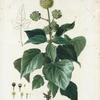 Hedera helix = Liedre grimpant. [English ivy]
