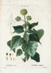 Hedera helix = Liedre grimpant. [English ivy]