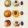 Persica vulgaris = Pêcher commun. [Peaches]