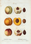 Persica vulgaris = Pêcher commun. [Peaches]