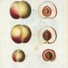 Persica vulgaris = Pêcher commun. [Peaches]