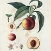 Persica vulgaris = Pêcher commun. [Peaches with leaves]