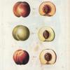 Persica vulgaris = Pêcher commun. [3 types of Peaches]