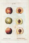 Persica vulgaris = Pêcher commun. [3 types of Peaches]