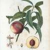 Persica vulgaris = Pêcher commun. [Peach on a branch]