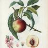 Persica vulgaris = Pêcher commun. [Peach on a branch]