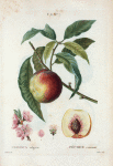 Persica vulgaris = Pêcher commun. [Peach on a branch]