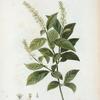 Itea VIrginica = Itéa de Virginie. [Virginia sweetspire, Virginia tea, Tassel-white or Virginia willow]