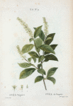 Itea VIrginica = Itéa de Virginie. [Virginia sweetspire, Virginia tea, Tassel-white or Virginia willow]