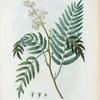 Schinus molle = Mollé à folioles dentées. [Brazilian pepper tree, Peruvian music tree, California pepper tree etc.]