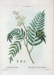 Schinus molle = Mollé à folioles dentées. [Brazilian pepper tree, Peruvian music tree, California pepper tree etc.]