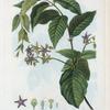 Periploca Græca = Periploque de Gréce. [Silk vine or Silkvine]