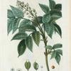 Staphylea pinnata = Staphhylier à feuilles ailées. [European bladder nut]