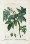 Staphylea pinnata = Staphhylier à feuilles ailées. [European bladder nut]