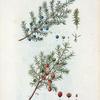 Fig. 1. Juniperus communis = Génévrier commun. Fig. 2 Juniperus oxycedrus = Génévrier oxicédre. [Common juniper - Prickly juniper]