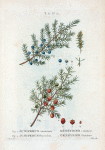 Fig. 1. Juniperus communis = Génévrier commun. Fig. 2 Juniperus oxycedrus = Génévrier oxicédre. [Common juniper - Prickly juniper]