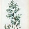 Juniperus Virginiana = Génévrier de Virginie. [Eastern red cedar]