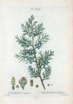 Juniperus Virginiana = Génévrier de Virginie. [Eastern red cedar]