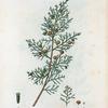 Juniperus Phoenicea = Génévrier de Phénicie. [Phoenician juniper]