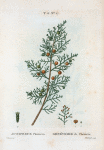 Juniperus Phoenicea = Génévrier de Phénicie. [Phoenician juniper]