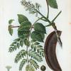 Gymnocladus Canadensis = Chicot de Canada. [ Kentucky coffee tree or American coffee tree]