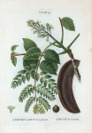 Gymnocladus Canadensis = Chicot de Canada. [ Kentucky coffee tree or American coffee tree]