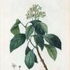 Decumaria barbara = Decumaria sarmenteux. [Climbing Hydrangea, Wild Hydrangeavine, Wood Vamp or Cowitch vine]