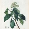 Decumaria barbara = Decumaria sarmenteux. [Climbing Hydrangea, Wild Hydrangeavine, Wood Vamp or Cowitch vine]