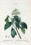 Decumaria barbara = Decumaria sarmenteux. [Climbing Hydrangea, Wild Hydrangeavine, Wood Vamp or Cowitch vine]