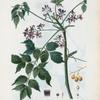Melia Azedarach = Azédarac bipinné. [Chinaberry, China tree, Chinaball tree]