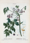 Melia Azedarach = Azédarac bipinné. [Chinaberry, China tree, Chinaball tree]