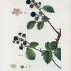 Fig. Rubus fruticosus = Ronce frutescente. Fig. 2. Eubus cæsius = Ronce bleue. [Blackberry - Dewberry]