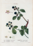Fig. Rubus fruticosus = Ronce frutescente. Fig. 2. Eubus cæsius = Ronce bleue. [Blackberry - Dewberry]