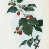 Rubus idæus = Ronce du Mont Ida. [European Raspberry]