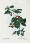 Rubus idæus = Ronce du Mont Ida. [European Raspberry]