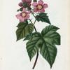 Rubus odoratus = Ronce odorante. [Purple flowering raspberry]