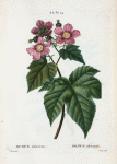 Rubus odoratus = Ronce odorante. [Purple flowering raspberry]