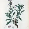 Salvia officinalis = Sauge officinale. [Garden sage]