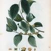 Diospyros lotus = Plaqueminier faux-lotier. [Date plum, an Asiatic persimmon]