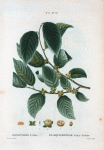 Diospyros lotus = Plaqueminier faux-lotier. [Date plum, an Asiatic persimmon]