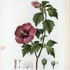 Hibiscus Syriacus = Letmie de Syrie. [Rose-of-Sharon or Shrub Althea]