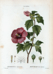 Hibiscus Syriacus = Letmie de Syrie. [Rose-of-Sharon or Shrub Althea]