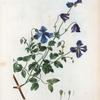 Clematis viticella = Clematite bleue. [Italian clematis]