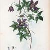 Atragene Alpina = Atragéné des Alpes. [Mountain clematis]