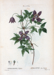Atragene Alpina = Atragéné des Alpes. [Mountain clematis]