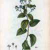 Ceanothus americanus = Céanote à Amérique. [New Jersey tea]