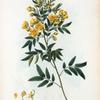 Cassia corymbosa = Casse à fleurs en corymbe.