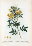 Cassia corymbosa = Casse à fleurs en corymbe.