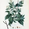 Celastrus scandens = Celastre grimpant. [Bittersweet: American Bittersweet]